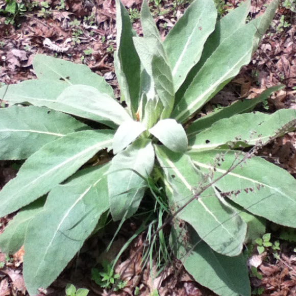 Spotting Image 1