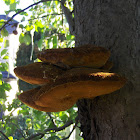 Tree fungus