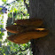 Tree fungus