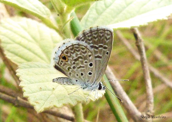 Spotting Image 1