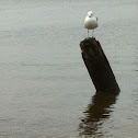 Sea Gull