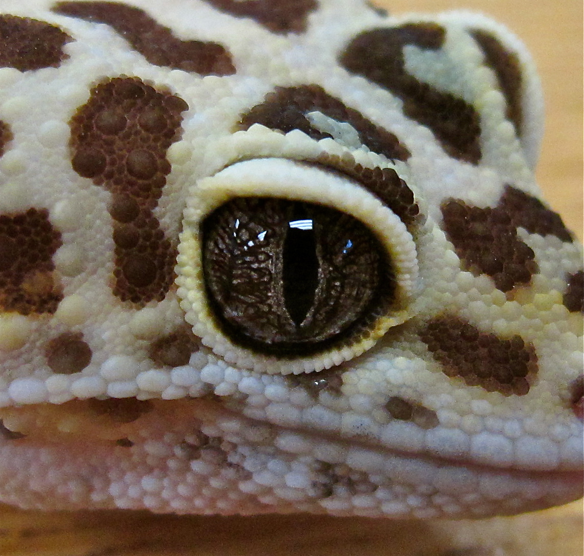 Leopard Gecko
