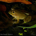 American Bullfrog
