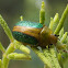 Wattle leaf beetle