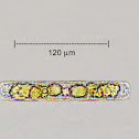 Diatom