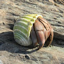 hermit crab