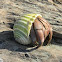 hermit crab