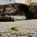 Common wasp/Navadna osa