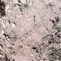 Bobwhite quail dusting area
