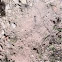 Bobwhite quail dusting area