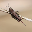 Grouse locust