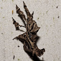 Strange Moth