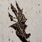 Strange Moth