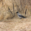 Hooded Crow