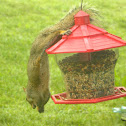 Eastern Grey Squirrel