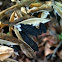Hosta seed pods