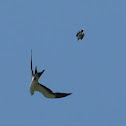 Swallow Tail Kite