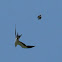 Swallow Tail Kite