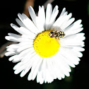 Hoverfly