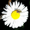 Hoverfly