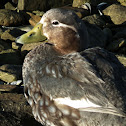 Falkland Steamer Duck
