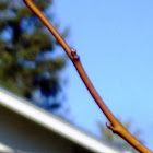 Regrowth after Pruning