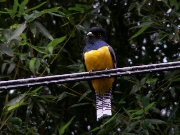 Spotting Image 1