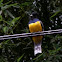 Violaceous Trogon