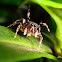 Jumping Spider