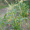 White sweet corn