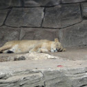 lion