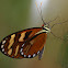 Heraldica Glasswing