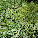 White Pine