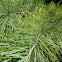 White Pine