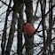 Eurasian Bullfinch