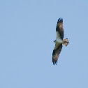 Osprey