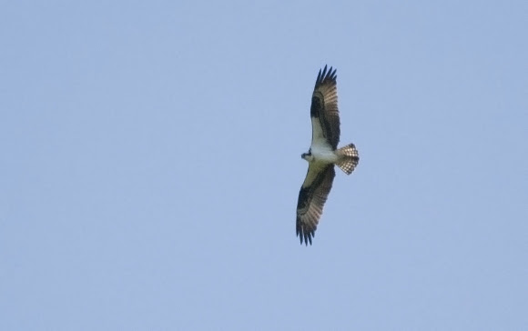 Spotting Image 1
