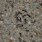 Southern Meat Ant