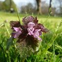 Red deadnettle