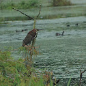Ruferatous Tiger Heron