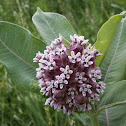 Common Milkweed