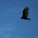 Turkey Vulture