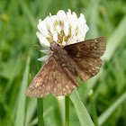 Wild indigo duskywing