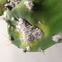 Cochinilla silvestre