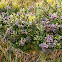 Vaccinium