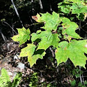 Red maple