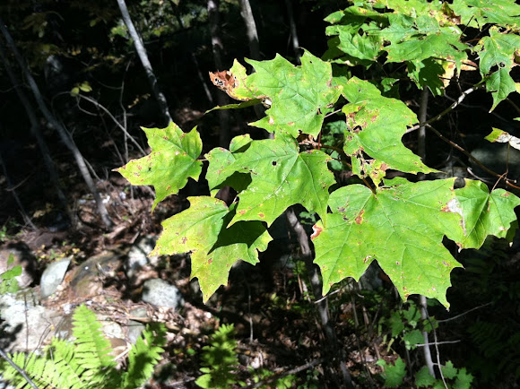 Spotting Image 1