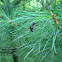 Spined Micrathena