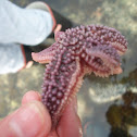 Star fish