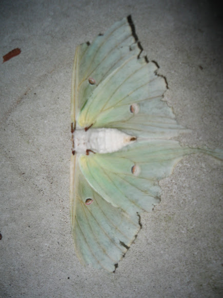 Spotting Image 1